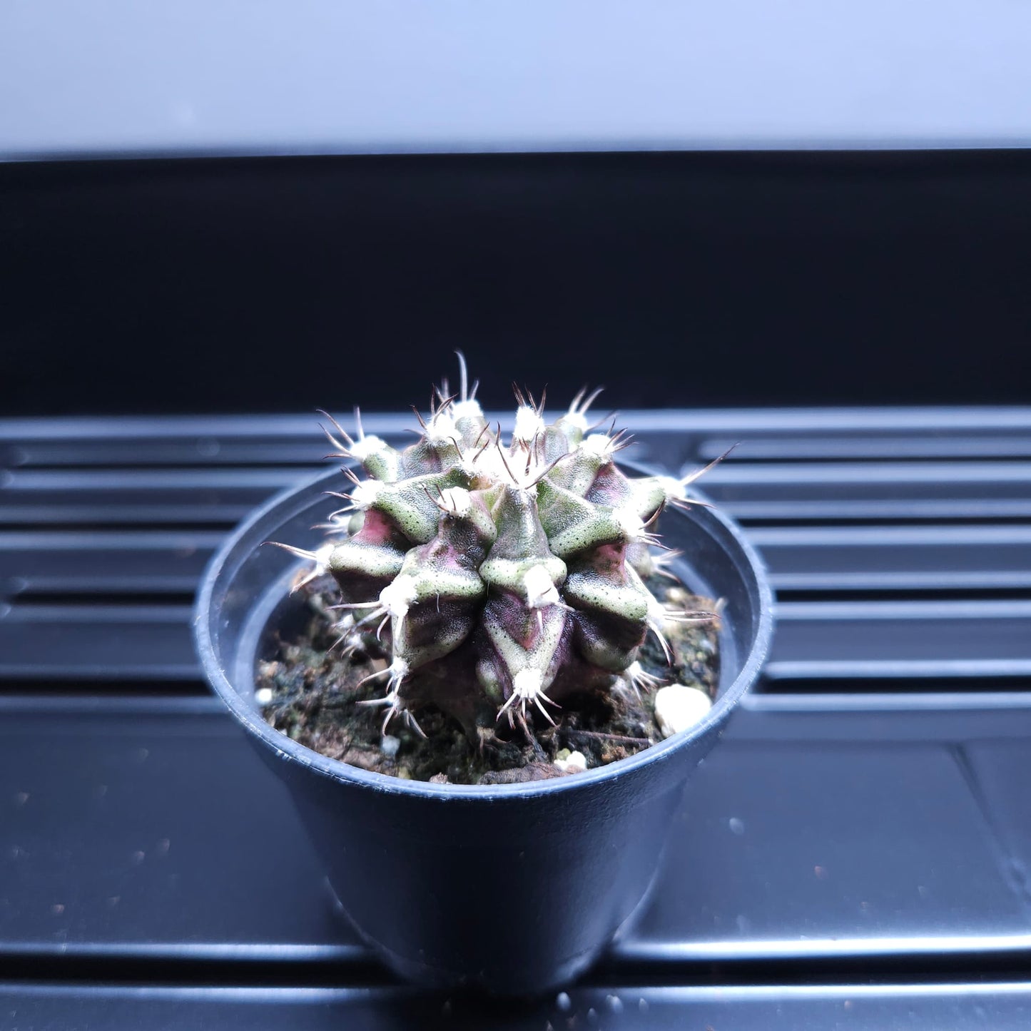 Gymnocalycium Mihanovichii Marble