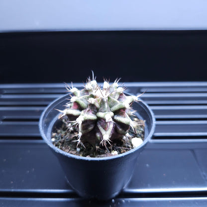 Gymnocalycium Mihanovichii Marble