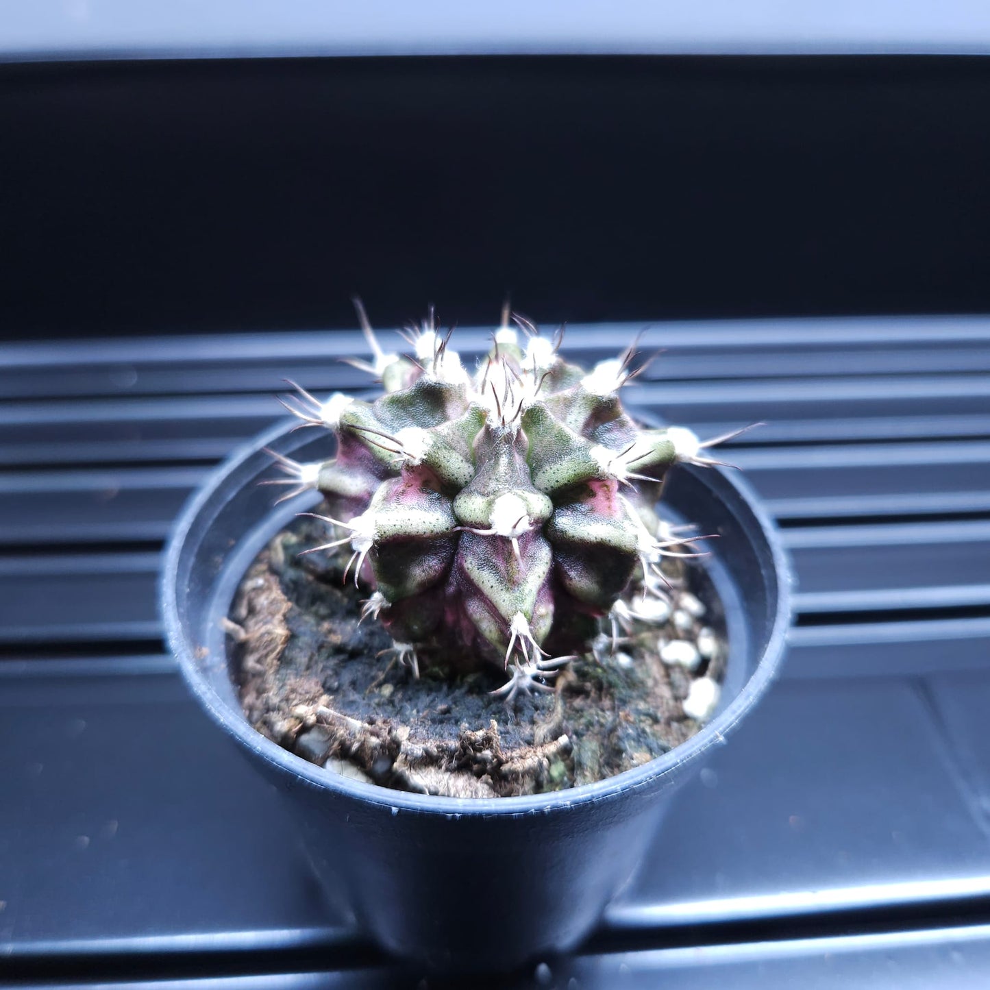 Gymnocalycium Mihanovichii Marble