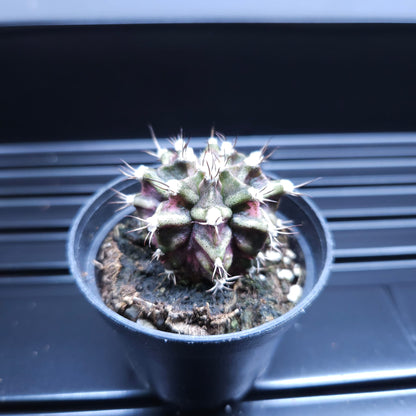 Gymnocalycium Mihanovichii Marble