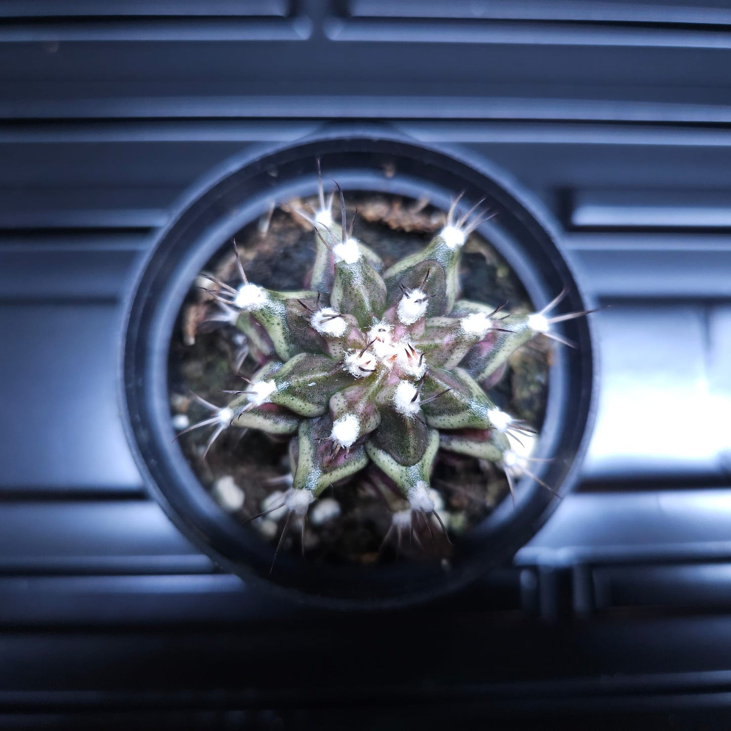 Gymnocalycium Mihanovichii Marble