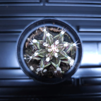 Gymnocalycium Mihanovichii Marble