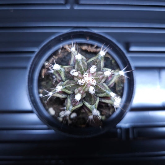 Gymnocalycium Mihanovichii Marble