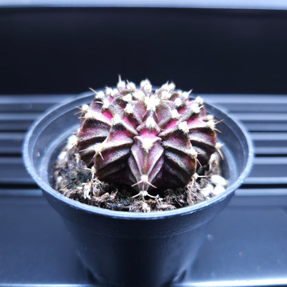 Gymnocalycium Mihanovichii Black Widow