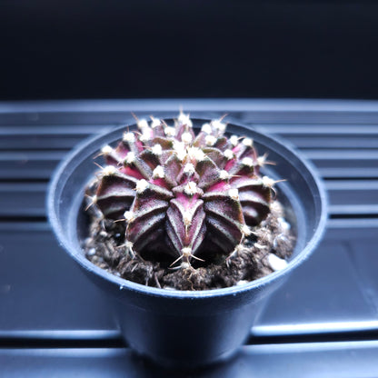 Gymnocalycium Mihanovichii Black Widow