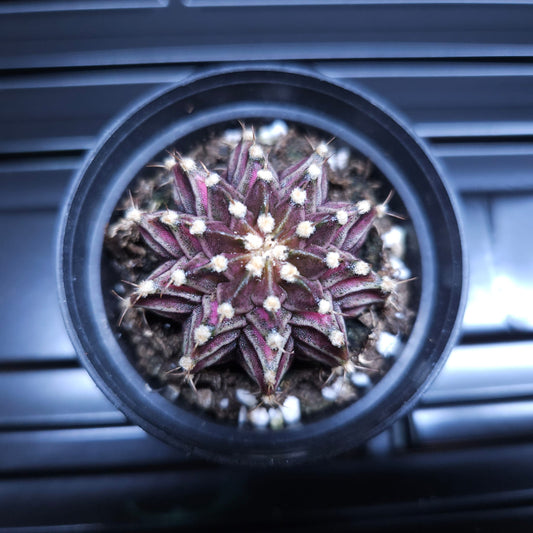 Gymnocalycium Mihanovichii Black Widow