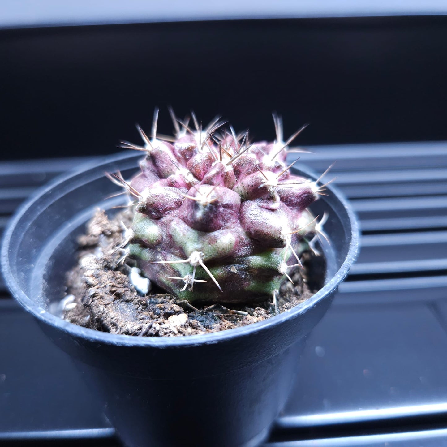 Gymnocalycium Mihanovichii Hell Boy