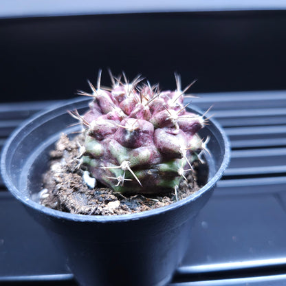 Gymnocalycium Mihanovichii Hell Boy