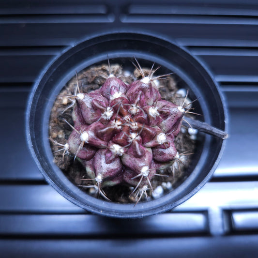 Gymnocalycium Mihanovichii Hell Boy