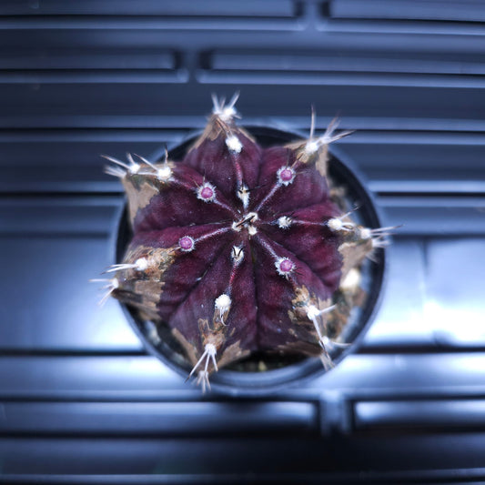 Gymnocalycium Mihanovichii