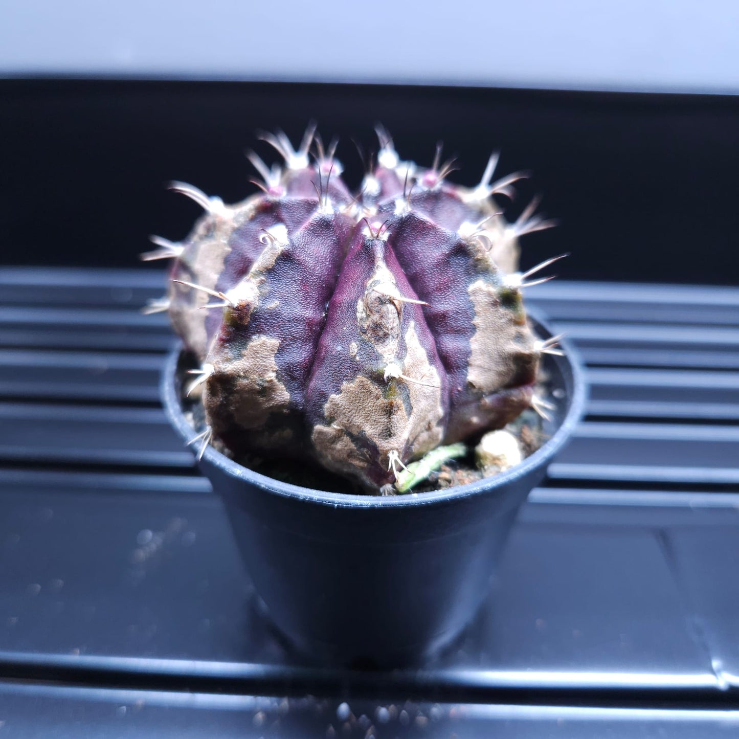 Gymnocalycium Mihanovichii