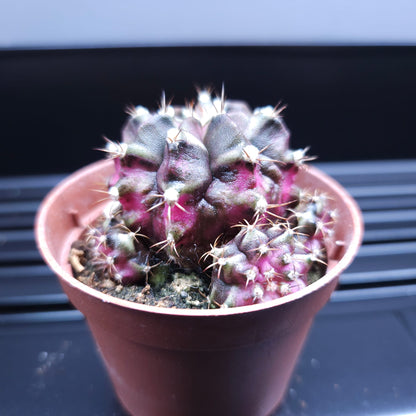 Gymnocalycium Mihanovichii Tanzanite