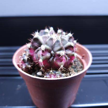 Gymnocalycium Mihanovichii Tanzanite