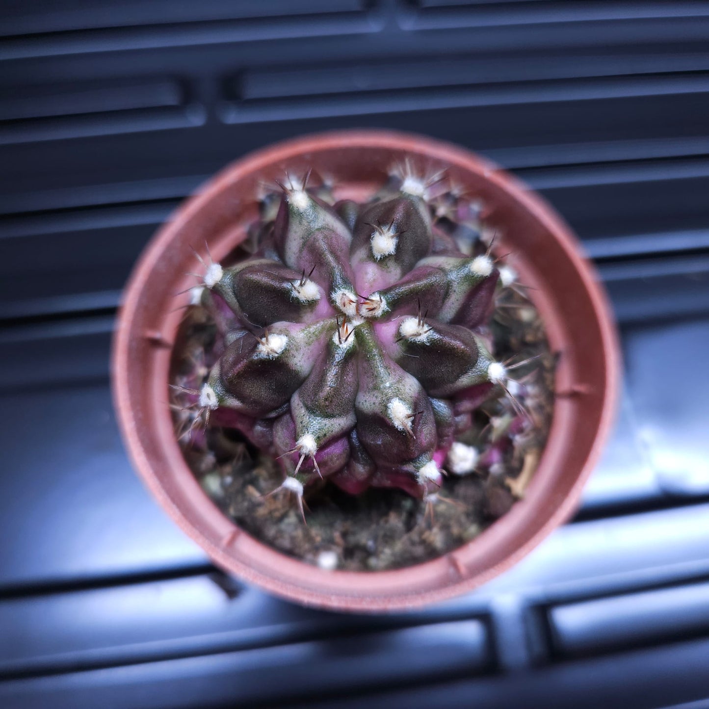 Gymnocalycium Mihanovichii Tanzanite
