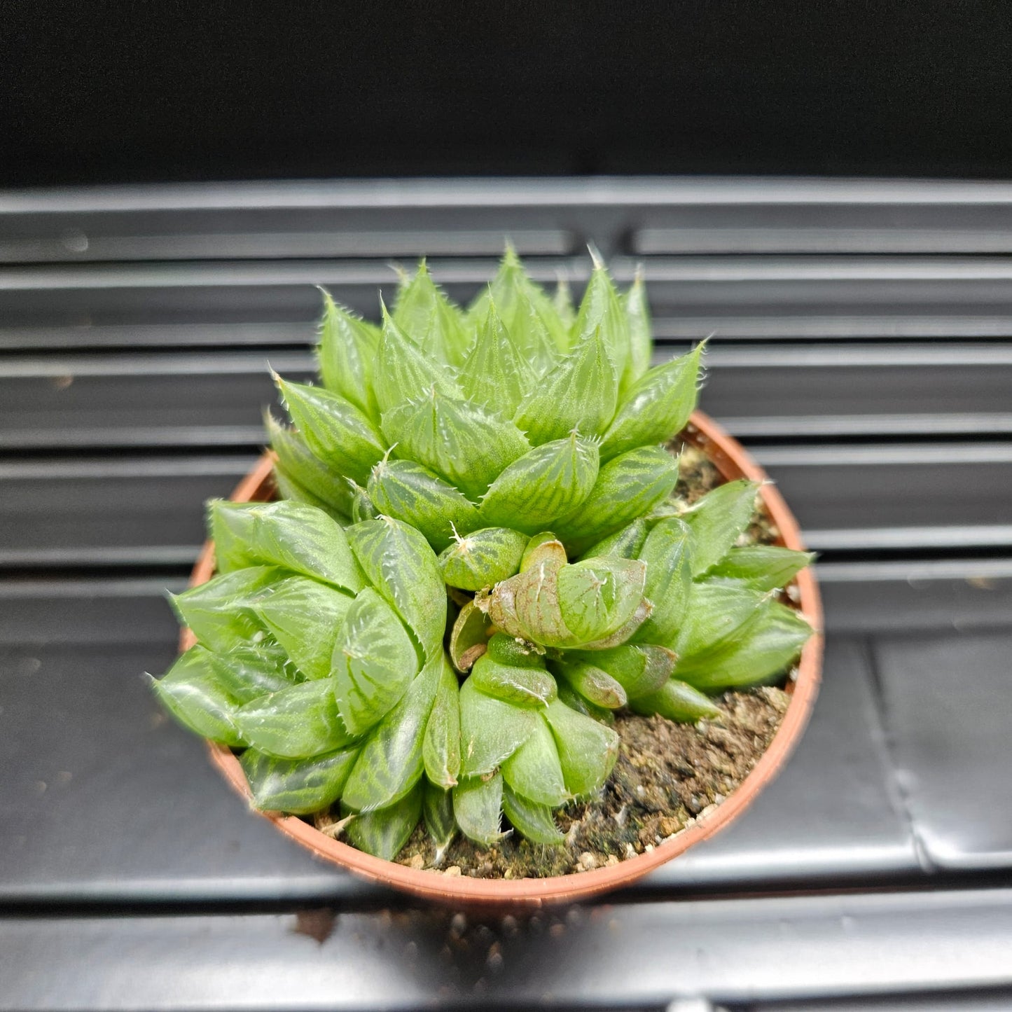Haworthia Cooperi Var. Cooperi