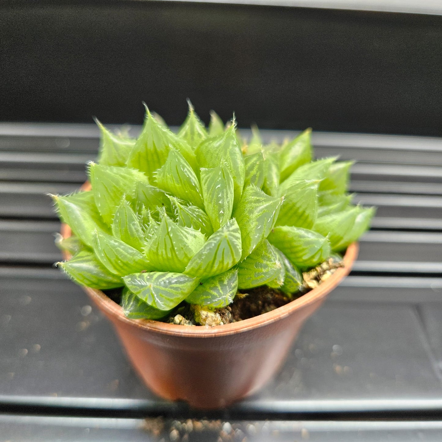 Haworthia Cooperi Var. Cooperi