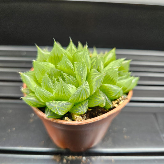 Haworthia Cooperi Var. Cooperi