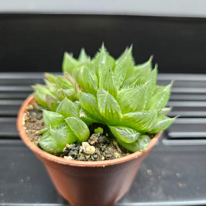 Haworthia Cooperi Var. Cooperi