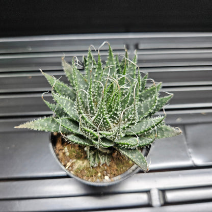 Haworthia Rough Zebra