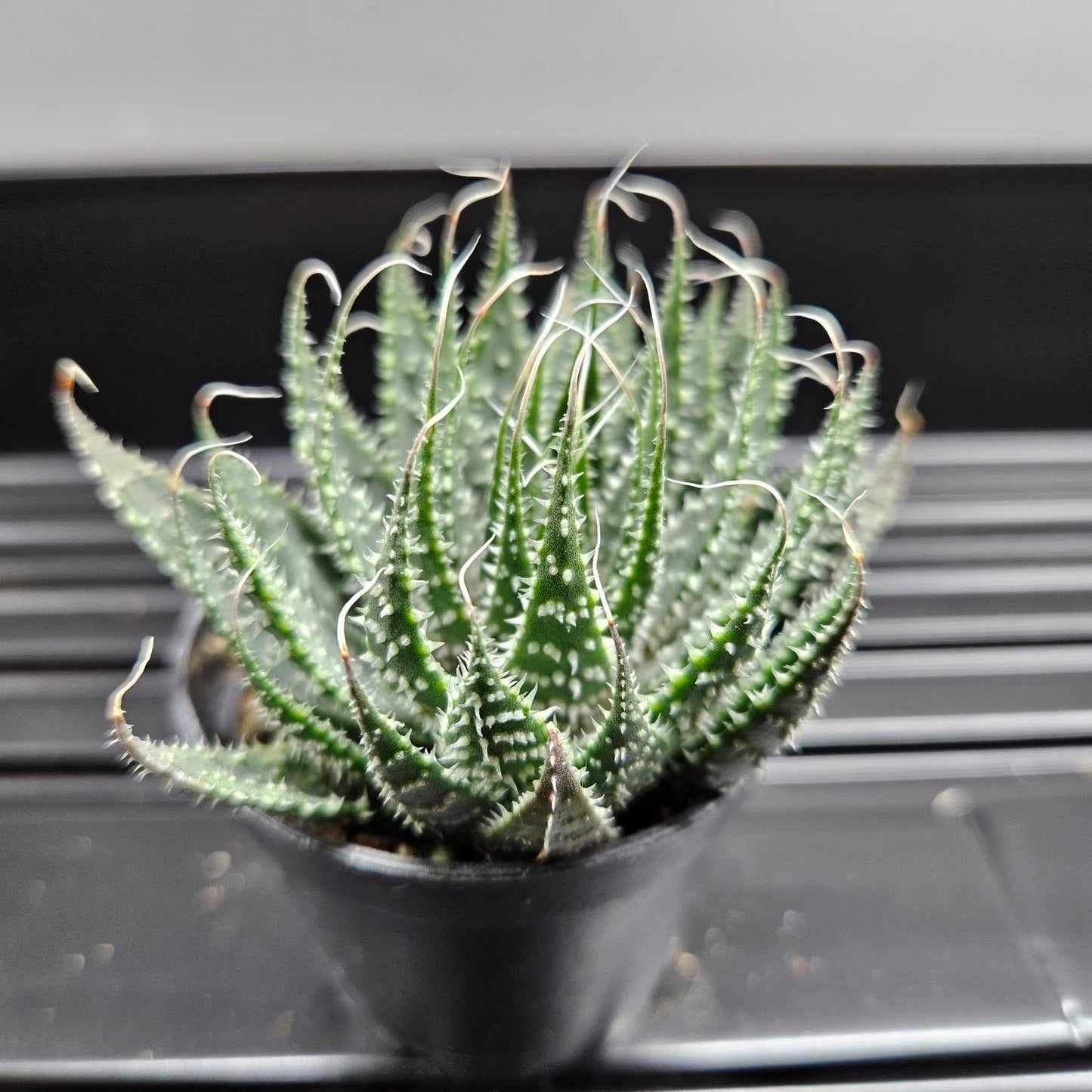 Haworthia Rough Zebra
