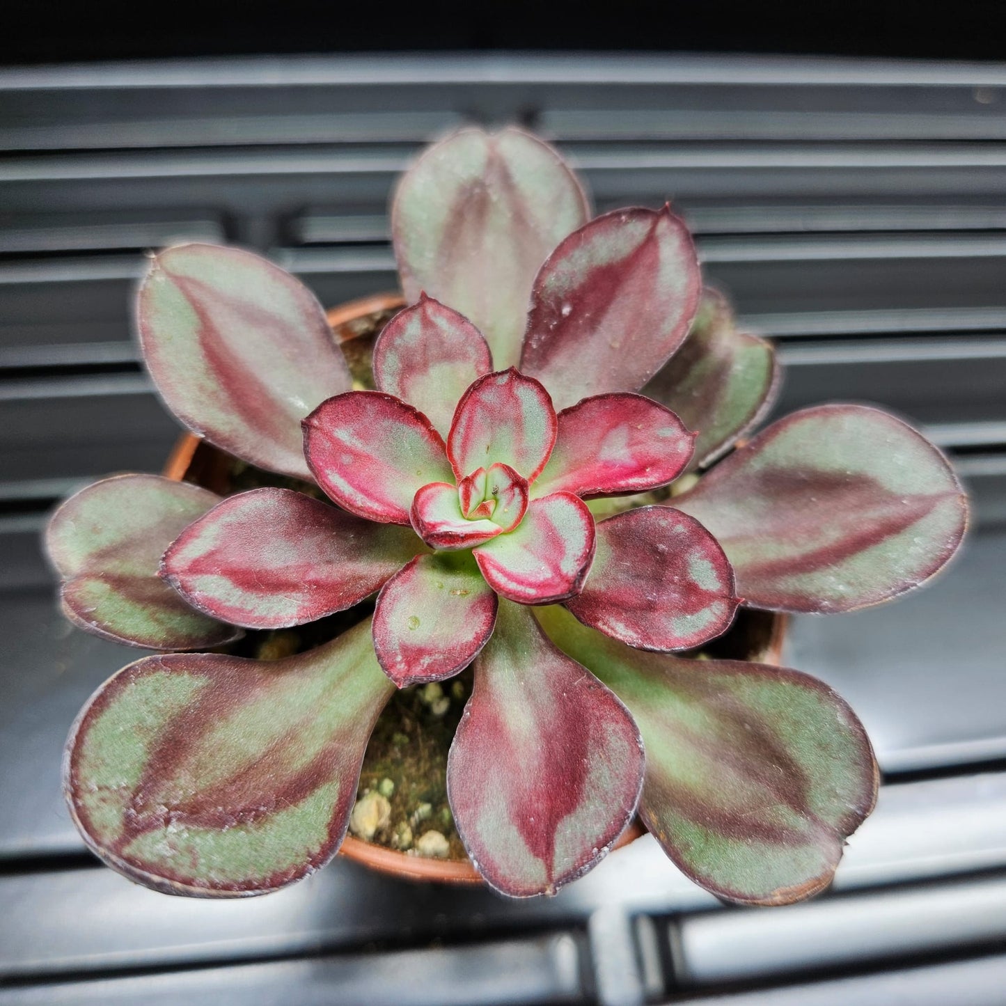 Painted Echeveria
