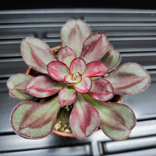 Painted Echeveria
