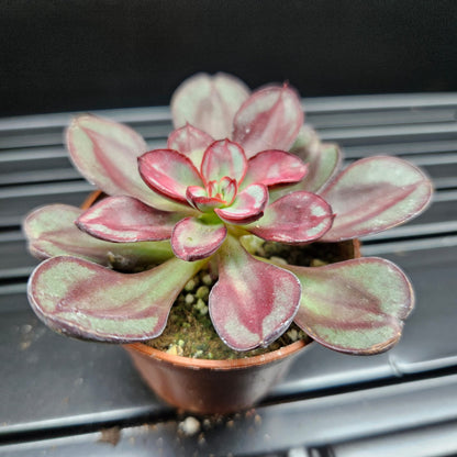 Painted Echeveria