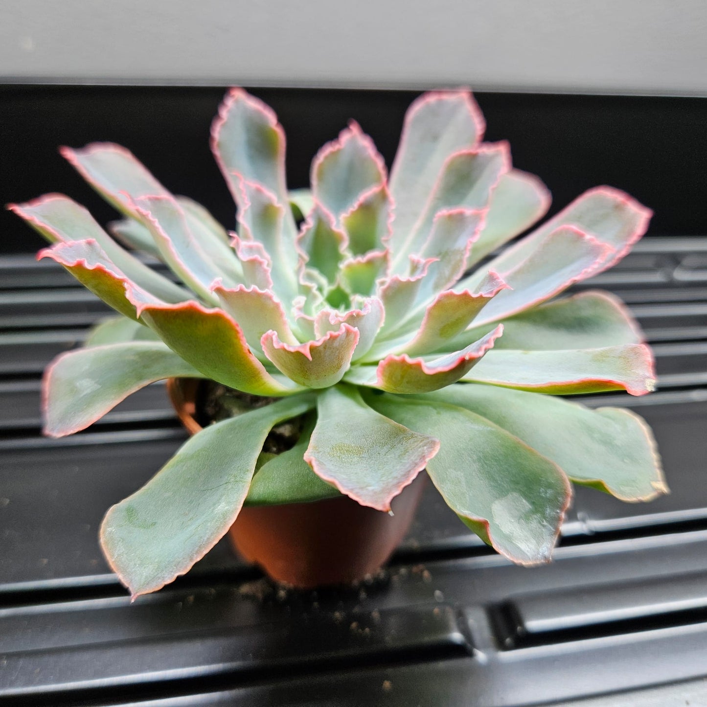 Echeveria Pink Frills