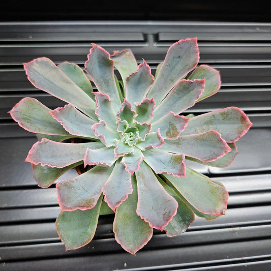 Echeveria Pink Frills