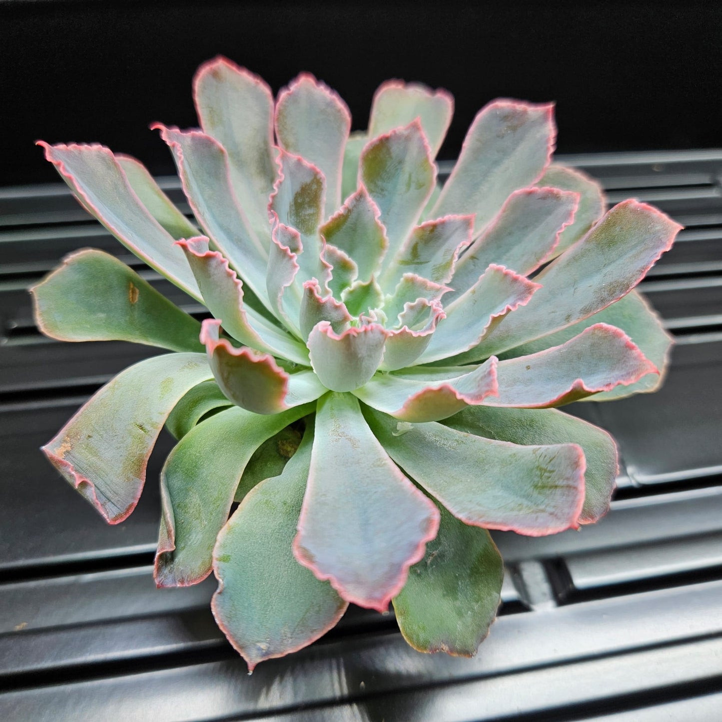 Echeveria Pink Frills
