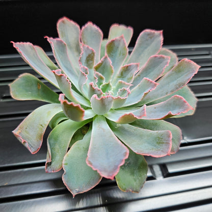 Echeveria Pink Frills