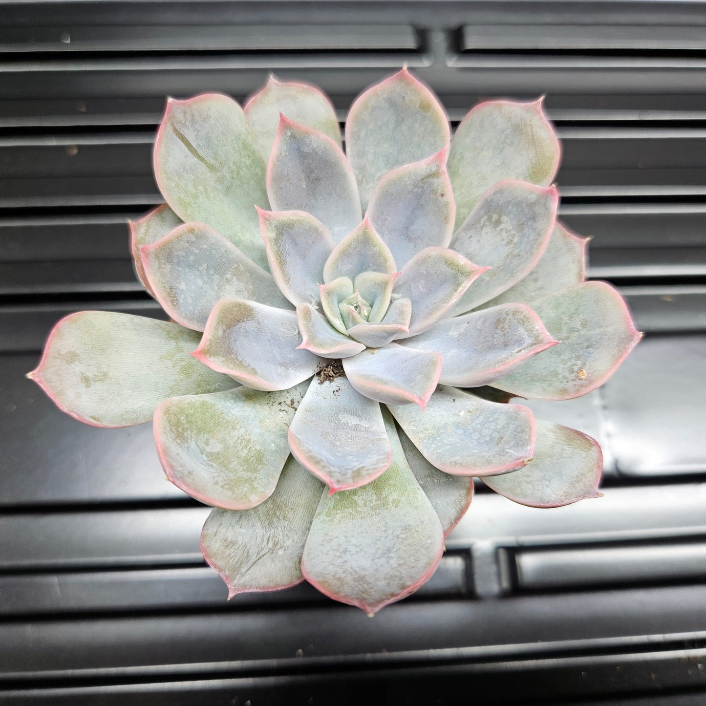 Echeveria Lola