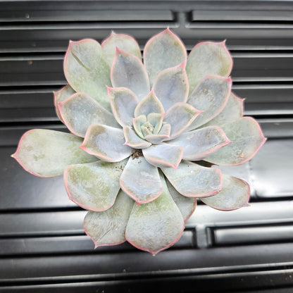 Echeveria Lola