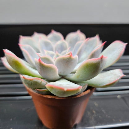 Echeveria Lola