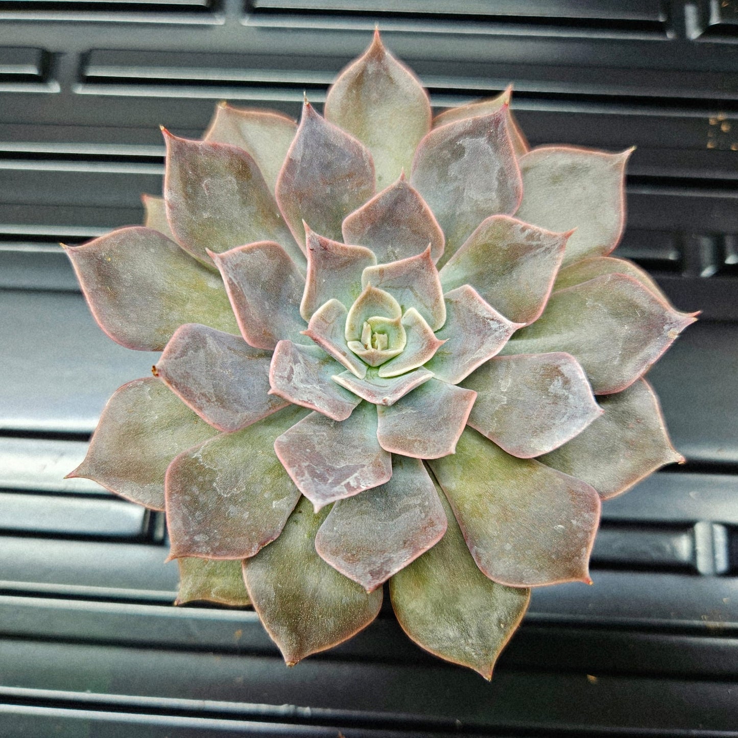Echeveria Perle von Nürnberg