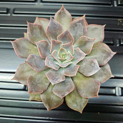 Echeveria Perle von Nürnberg
