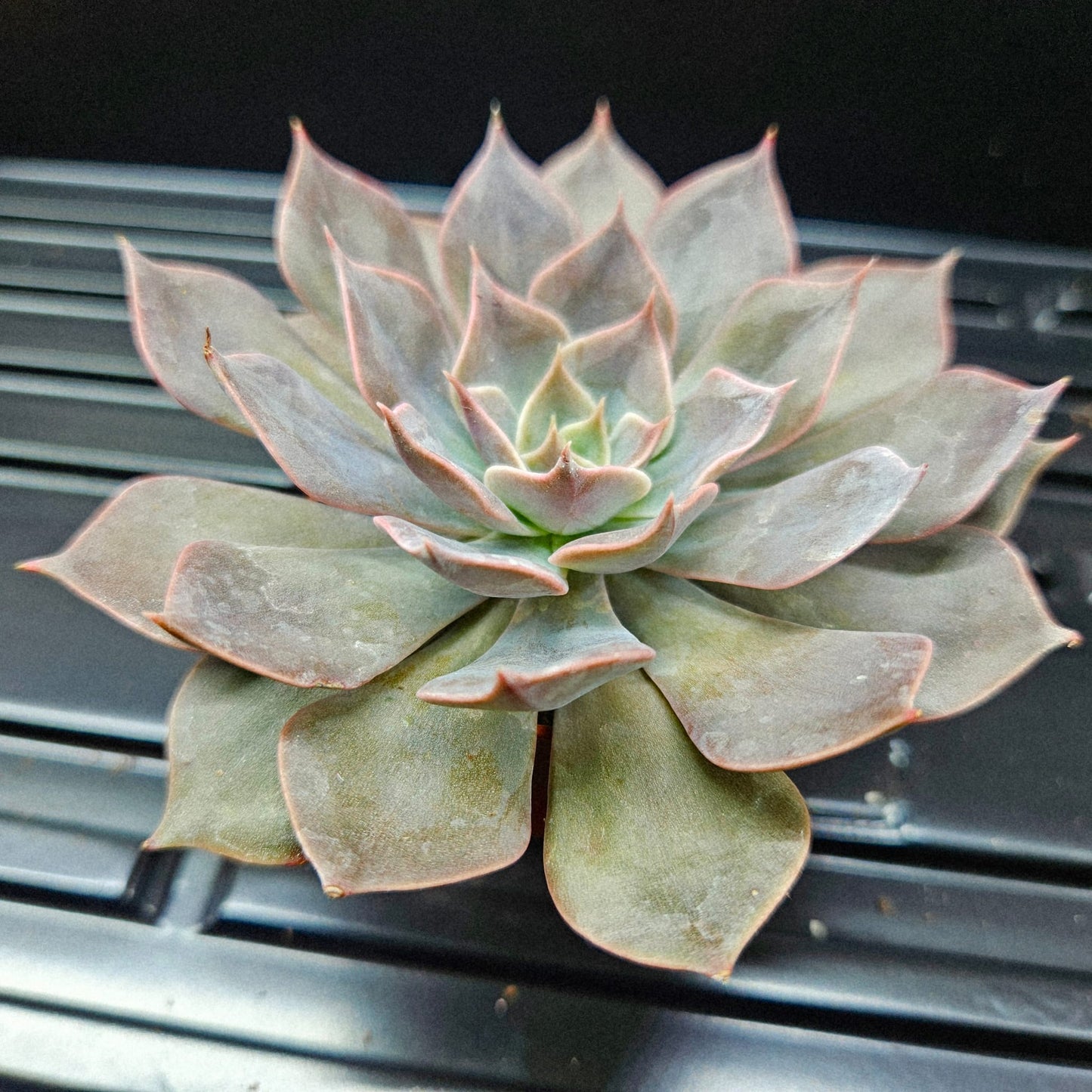 Echeveria Perle von Nürnberg