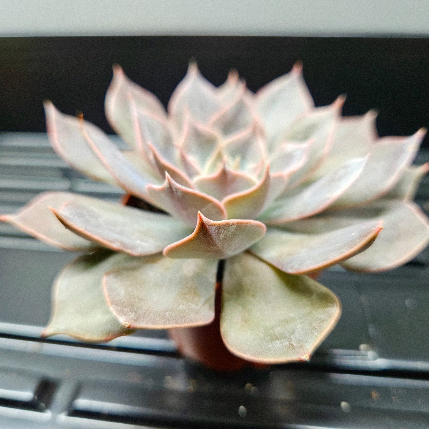 Echeveria Perle von Nürnberg