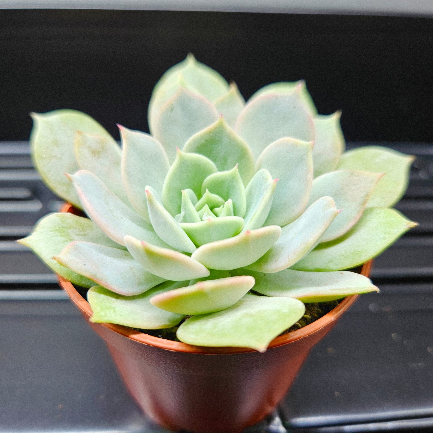 Echeveria Peacockii