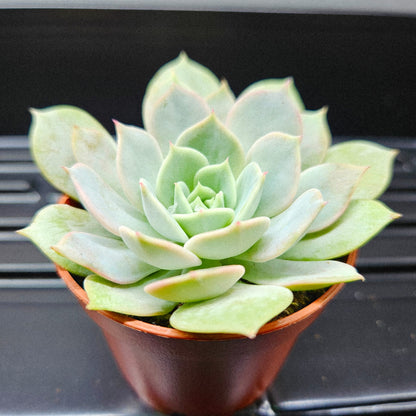 Echeveria Peacockii
