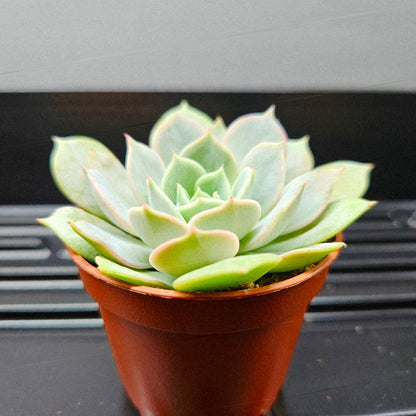 Echeveria Peacockii