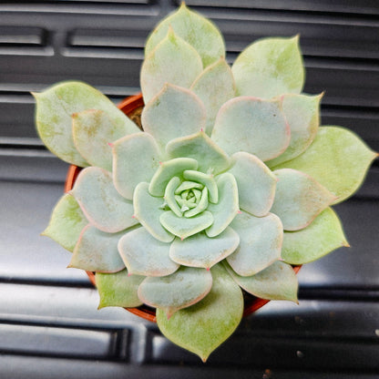 Echeveria Peacockii