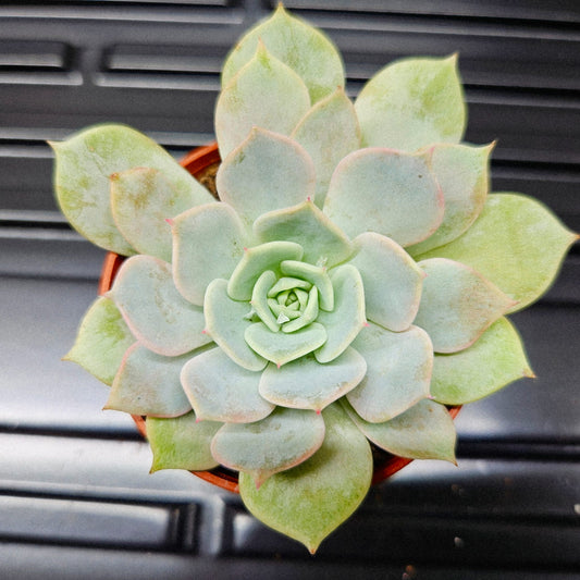 Echeveria Peacockii
