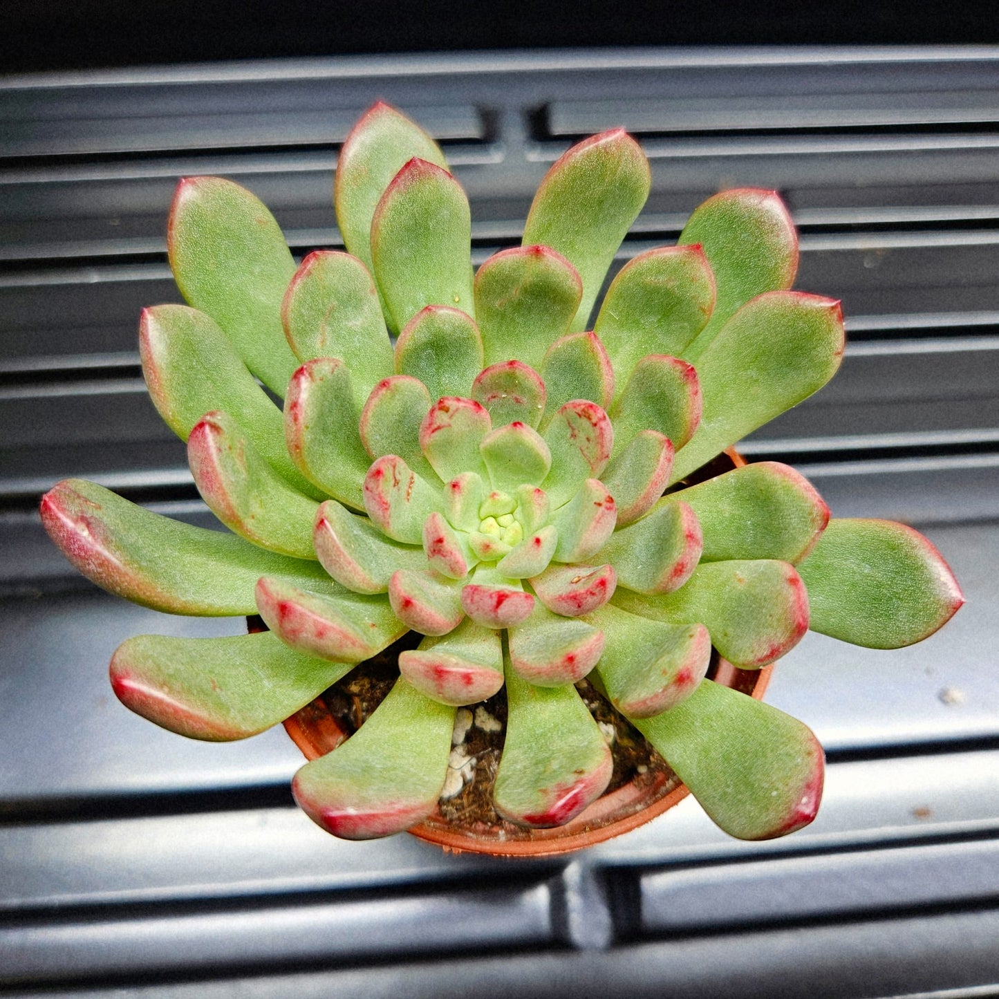 Echeveria Ramillette