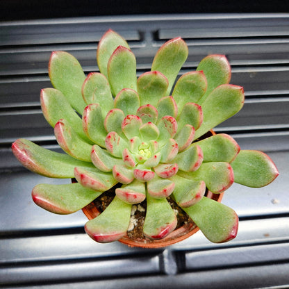 Echeveria Ramillette