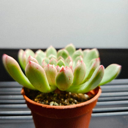 Echeveria Ramillette