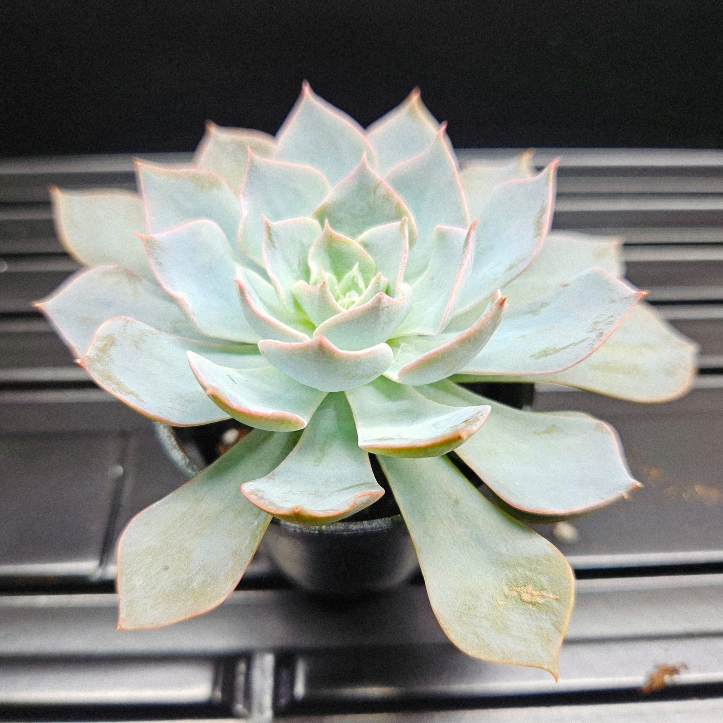 Ghost Echeveria
