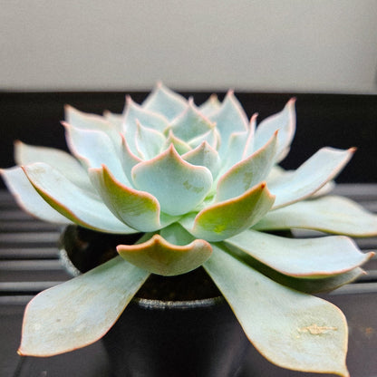 Ghost Echeveria