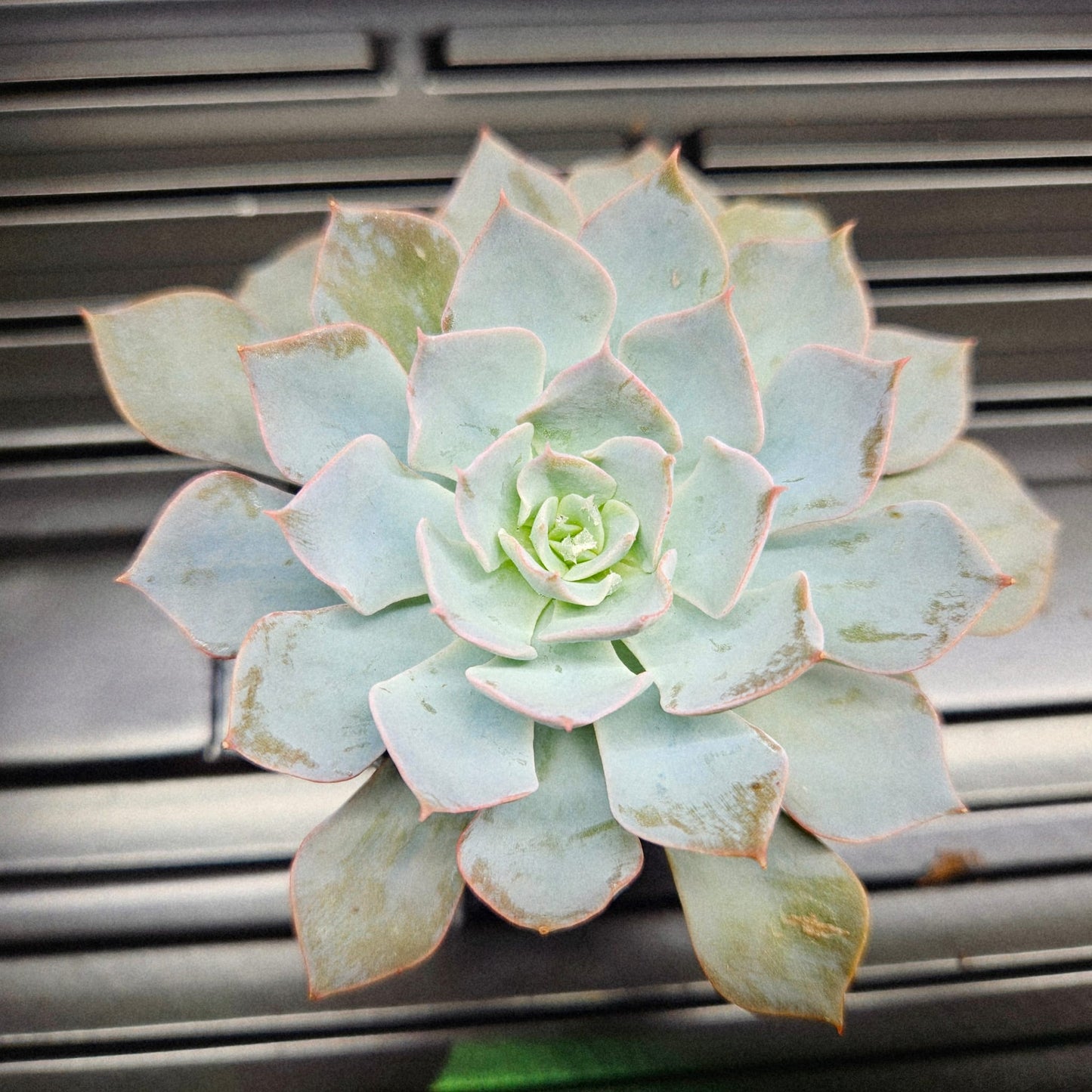 Ghost Echeveria