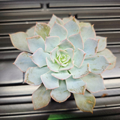 Ghost Echeveria